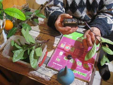 Видео: РАЗМНОЖЕНИЕ ДЖИНУРЫ УКОРЕНЕНИЕМ  ЧЕРЕНКОВ