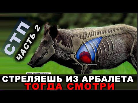 Видео: CTП три шага к пониманию выстрела из Арбалета ! Часть 2