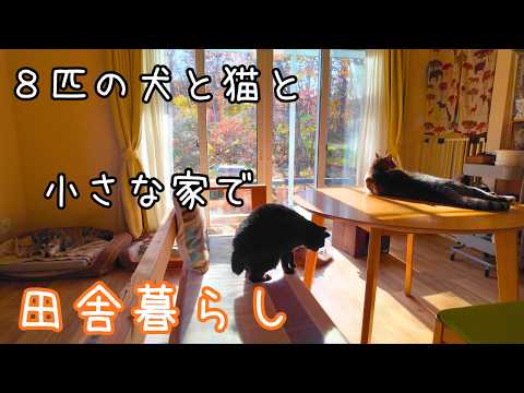 Видео: Прогресс на деревянной палубе/TNR для бродячих кошек