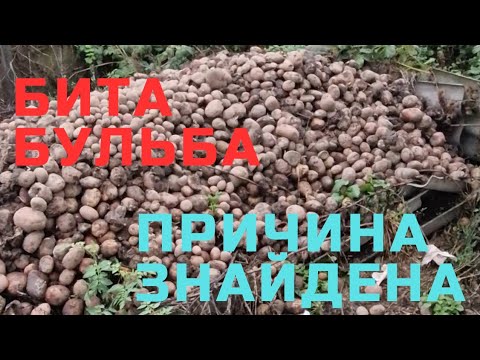 Видео: найкращий результат по вирощуванні картоплі - це 2024р, покищо