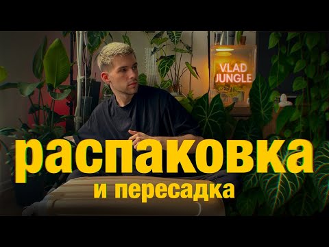 Видео: ЗЕЛЕНЫЕ НОВОСТИ: обзор и распаковка НОВЫХ РАСТЕНИЙ + пересадка и спасение МОНСТЕРЫ