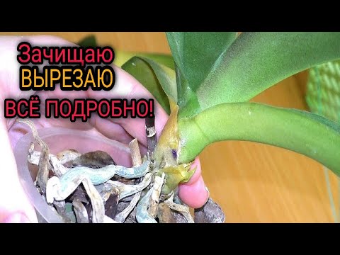 Видео: СРОЧНАЯ РЕАНИМАЦИЯ ОРХИДЕИ! Я в ШОКЕ от этого случая 🔍🥺