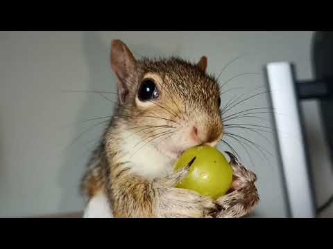 Видео: Степа ест виноград 🍁🏡😋🌻 Бельченок ест семечко.