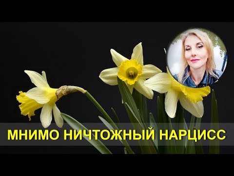Видео: Нарцисс-тихушник. Мнимо ничтожный нарцисс.
