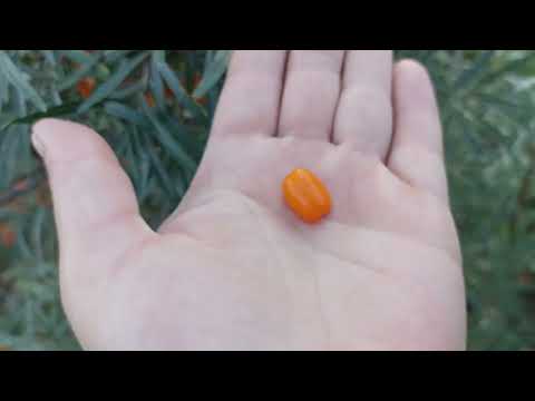 Видео: Один в поле не воин, но я ещё повоюю.