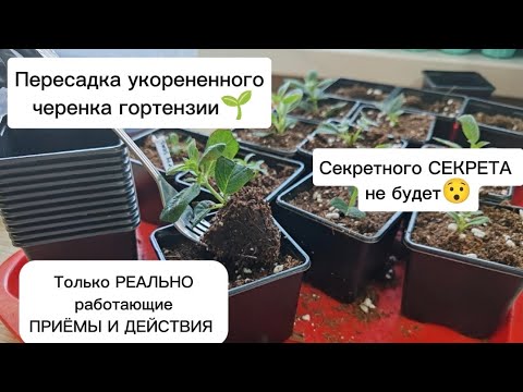 Видео: Пересадка укорененного черенка гортензии в больший объем. Никаких секретов - только рабочие ПРИЁМЫ💪🌱