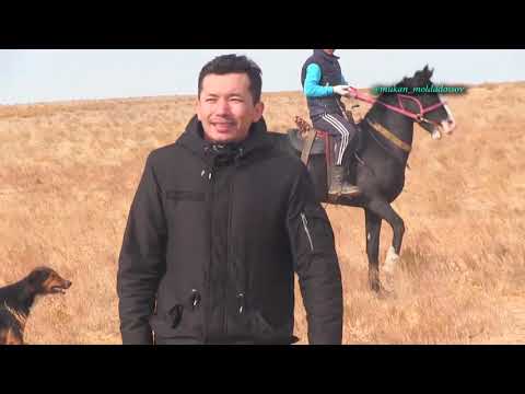Видео: Ғазизхан Шекербек бауырымыздың дүбірлі көкпар асы 03 11 2021 Бәйдібек ауданы кокпар