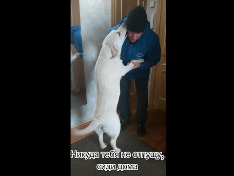 Видео: Никуда тебя не отпущу, сиди дома