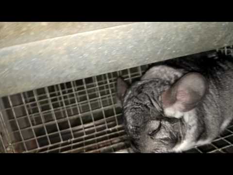 Видео: Рождение шиншилл: 23-й день,16.11.2016