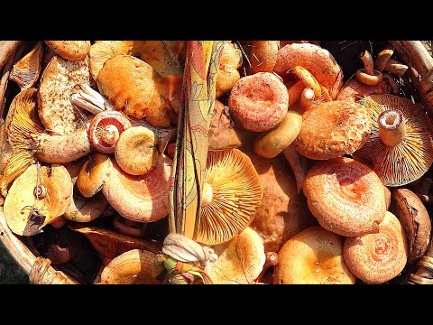 Видео: НАШЕСТВИЕ РЫЖИКОВ! ЭТО МЕЧТА! Рыжики с чистотой 95% - ТАКОЕ БЫВАЕТ! БЕЛЫЕ ГРУЗДИ БОНУСОМ! ГРИБЫ 2021