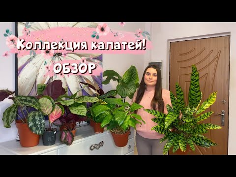 Видео: Обзор коллекции калатей. Уход за калатеями.