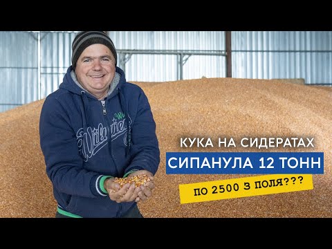 Видео: Кукурудза під 12 тонн, з вологою 13,7%, але ціна  2500, це ЖАХ! Врожай є, грошей нема(
