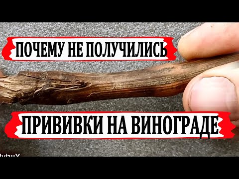 Видео: 🍇 Не допускайте ЭТИ ошибки. Прививка винограда ЧЕРНЫМ в ЗЕЛЕНОЕ. Проверка спайки привоя и подвоя?