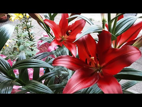 Видео: 18.07.2024  Лилии.