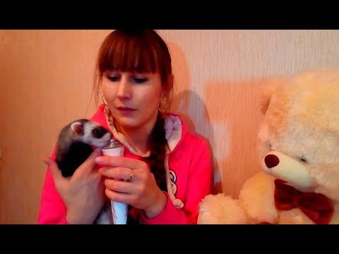 Видео: Мой опыт в воспитании хорька!!Как воспитывала Эрну!