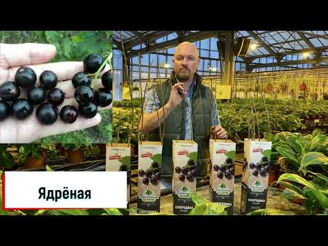 Видео: Чёрная смородина - сорта из весеннего ассортимента.
