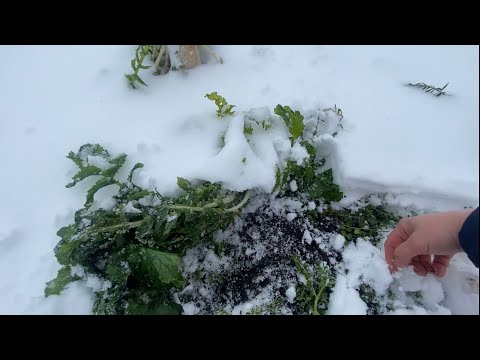 Видео: ❗️СУПЕР❗️Сидерати продовжують дивувати! Що відбувається під снігом❓