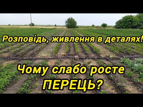 Видео: Живлення Перцю. Чому слабо росте?