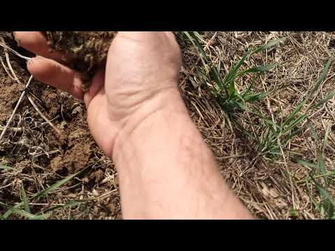 Видео: Озимая пшеница посеянная в сидерат на 27.04.19