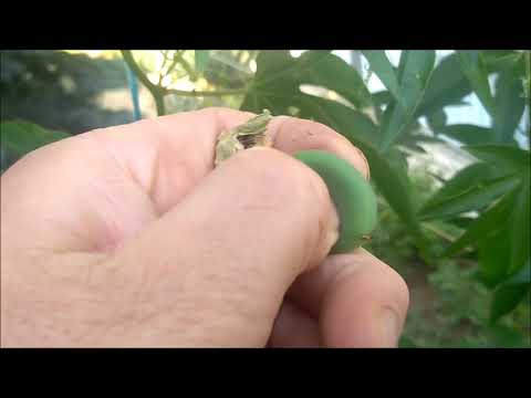 Видео: Маракуйя северная.Внимание! Это важно знать.