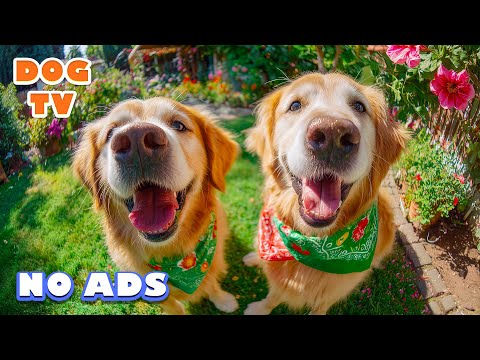 Видео: 12 часов ТВ для собак 🐶💖 Музыка для снятия тревоги разлуки 🎵 музыка для собак