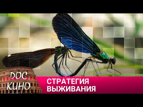 Видео: 🎭СТРАТЕГИЯ ВЫЖИВАНИЯ 🌎 ДОКУМЕНТАЛЬНОЕ КИНО 🎆 2023