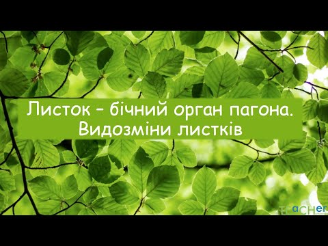 Видео: Листок - бічний орган пагона. Видозміни листків.