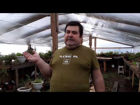 Видео: Зимняя теплица в минус 35 часть вторая.