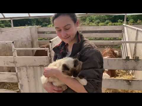 Видео: Как мы кормим телят