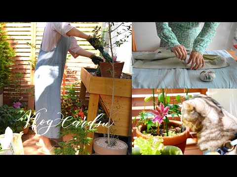 Видео: Кошка и садоводство / Посадка овощей / Оргкостюмы / Кошка и каллиграфия