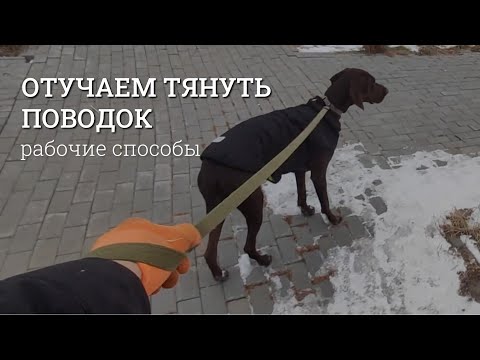 Видео: Как отучить собаку тянуть поводок? Способы, которые мне помогли.