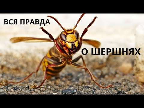 Видео: ШЕРШЕНЬ - ГРОЗА НАСЕКОМЫХ!!! Интересные факты о шершнях