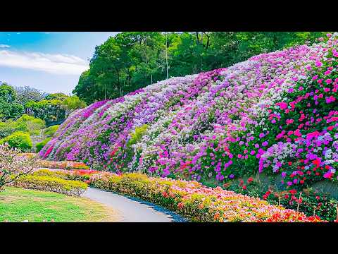 Видео: Летний цветочный тур 🌸 Прогулка по самому красивому цветущему саду