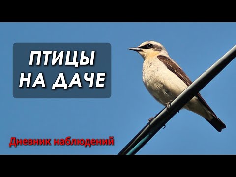 Видео: Птицы садоводства и окрестных лугов