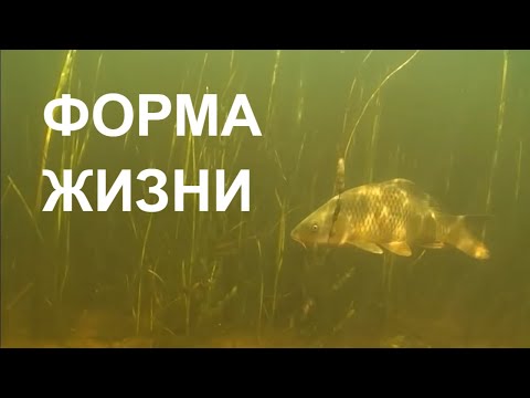 Видео: ФОРМА ЖИЗНИ LIFE FORM