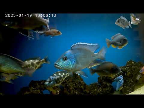 Видео: Аквариум 350л.Малавийские цихлиды утака./African cichlids utaka.