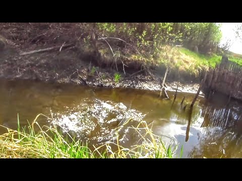 Видео: Нашли полный ручей сазана! Паук ходил ходуном от этих рыбин!