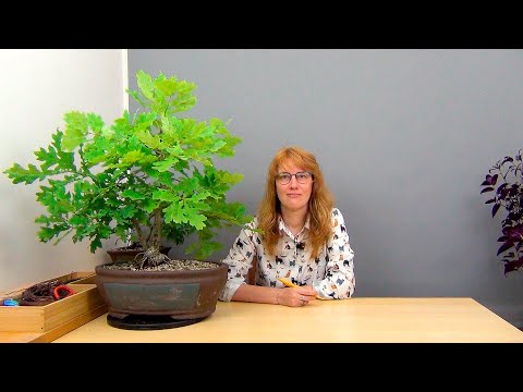 Видео: Бонсай из дубов (ч.16).