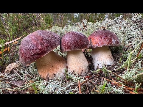 Видео: РАЙСКАЯ ТИХАЯ ОХОТА В СОСНОВОМ ЛЕСУ! СОБИРАЕМ ЭТАЛОННЫЕ БОРОВИКИ В КОНЦЕ СЕНТЯБРЯ | БЕЛЫЕ ГРИБЫ 2025