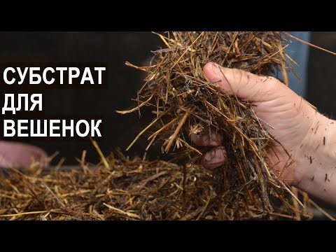 Видео: Выращивание вешенки. Какой субстрат лучше? Фермер Олег Топорков. Агрофирма "Грибы "Урала".