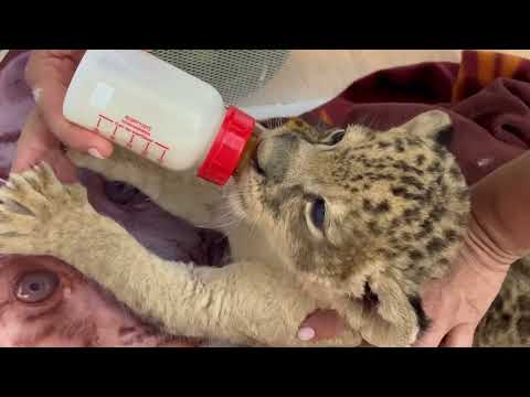 Видео: Арест Олега Зубкова! Ночь, идем кормить маленького львёнка, уставшие, но довольные)