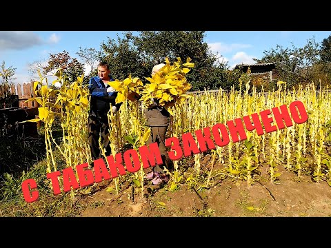 Видео: Окончание уборки табака.  Полетели головы.  Убираем лигерос.