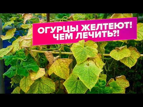 Видео: ЖЕЛТЫЕ ЛИСТЬЯ НА ОГУРЦАХ. БОЛЕЗНИ ОГУРЦОВ. ДИАГНОСТИКА. ЛЕЧЕНИЕ