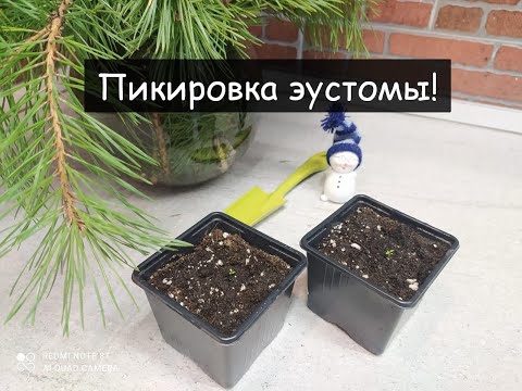 Видео: Пикировка ЭУСТОМЫ (лизиантус, ирландская роза)! Особенности, правила, советы  по пикированию.