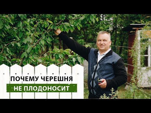 Видео: ПОЧЕМУ черешня не плодоносит?