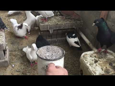 Видео: #Pigeons.Минералка от Гагика для голубей.