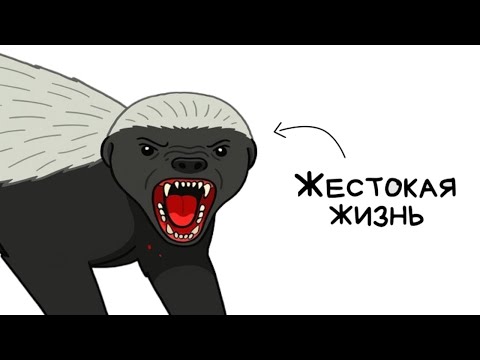 Видео: Ты - медовый барсук (И ЭТО ПОЛНЫЙ ОТСТОЙ)