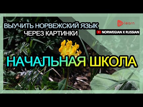 Видео: Выучить норвежский язык через картинки |норвежский язык словарь Начальная школа | Golearn