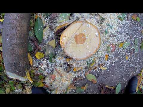Видео: Удаляем пень с помощью аммиачной селитры.