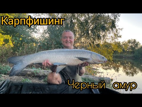 Видео: Карпфишинг. Мой первый чёрный  амур. Водоём  Золотой берег. 